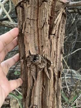 Image of Dipterocarpus tuberculatus Roxb.