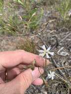 Image of Moraea viscaria (L. fil.) Ker Gawl.