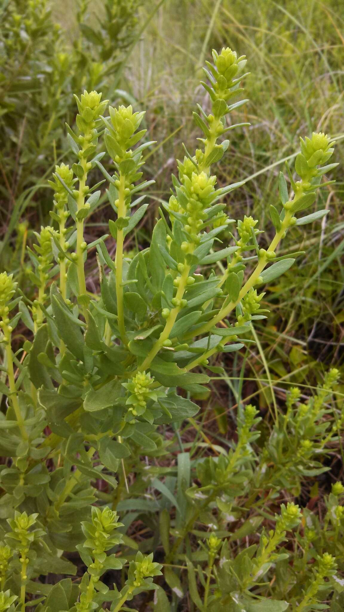 Image of seacoast marsh elder