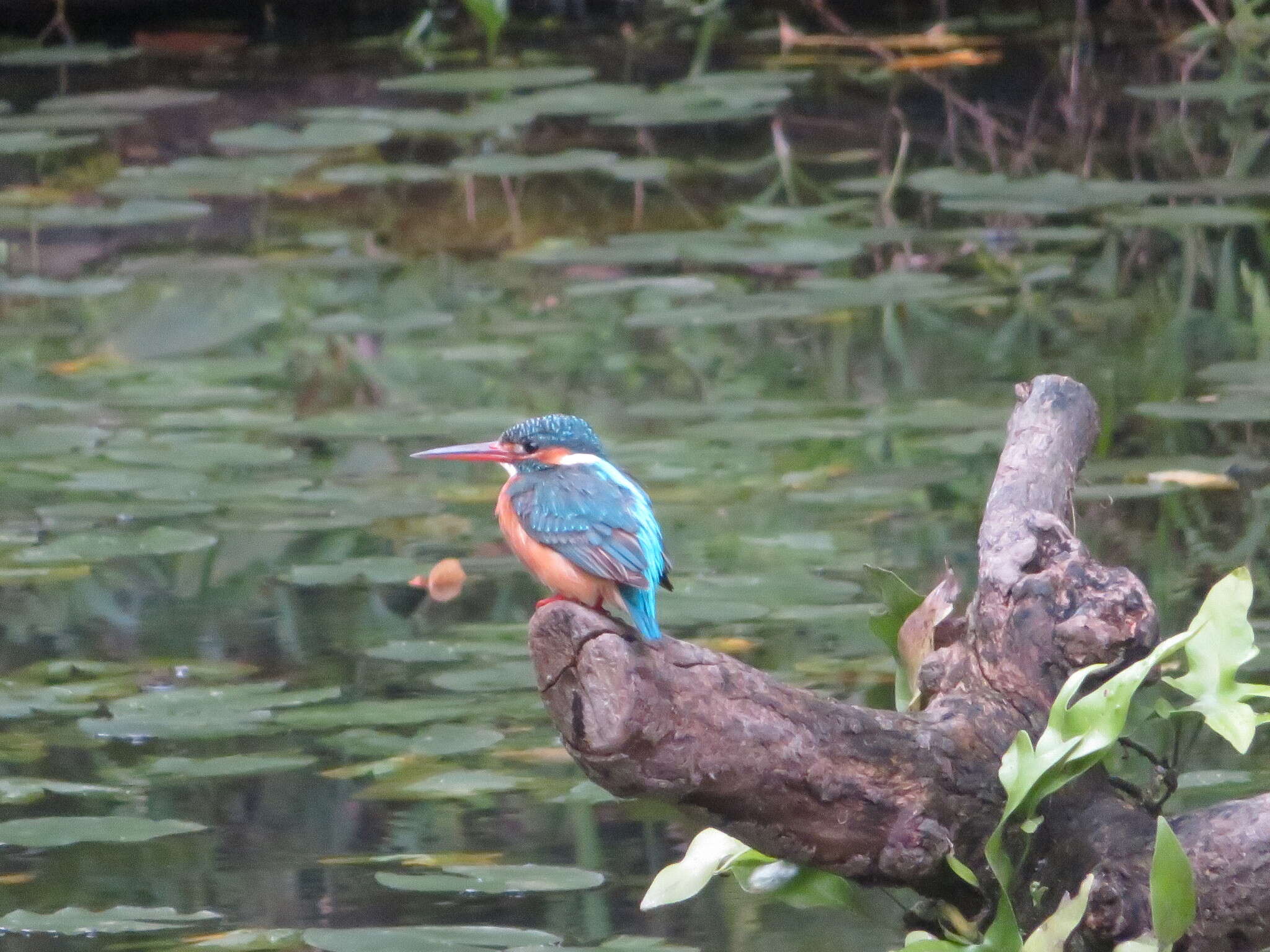 Image of Alcedo atthis bengalensis Gmelin & JF 1788