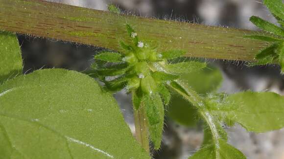 Image of Parietaria hespera var. hespera