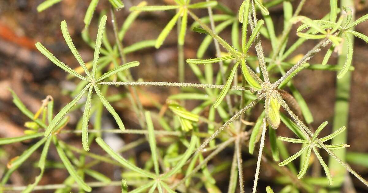 Imagem de Oxalis engleriana Schlechter