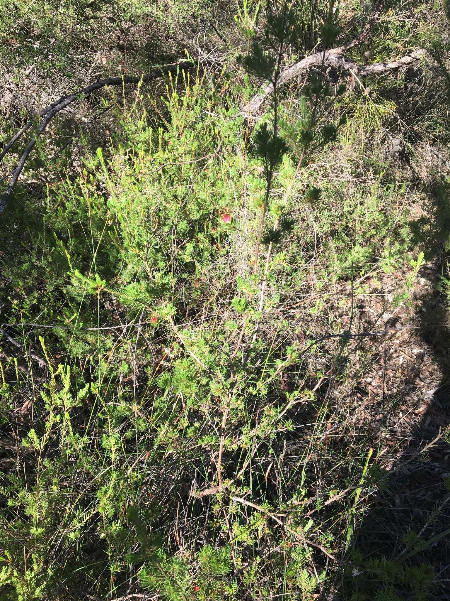 Image of Darwinia fascicularis Rudge