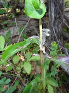 Image of Purple Rattlesnake-Root