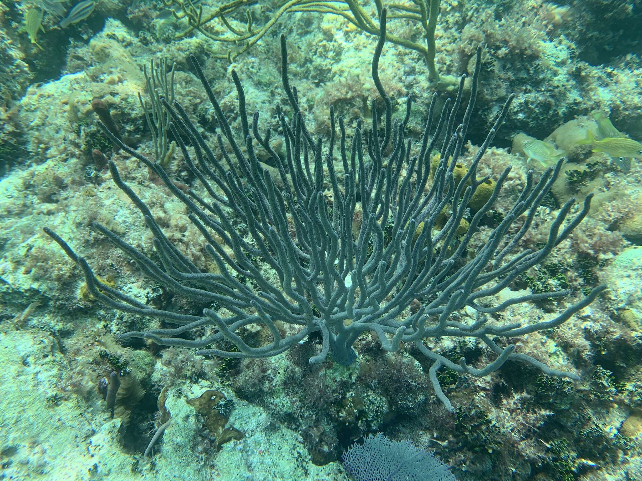 Image of giant slit-pore sea rod