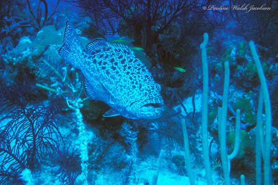 Image of Yellowfin Grouper