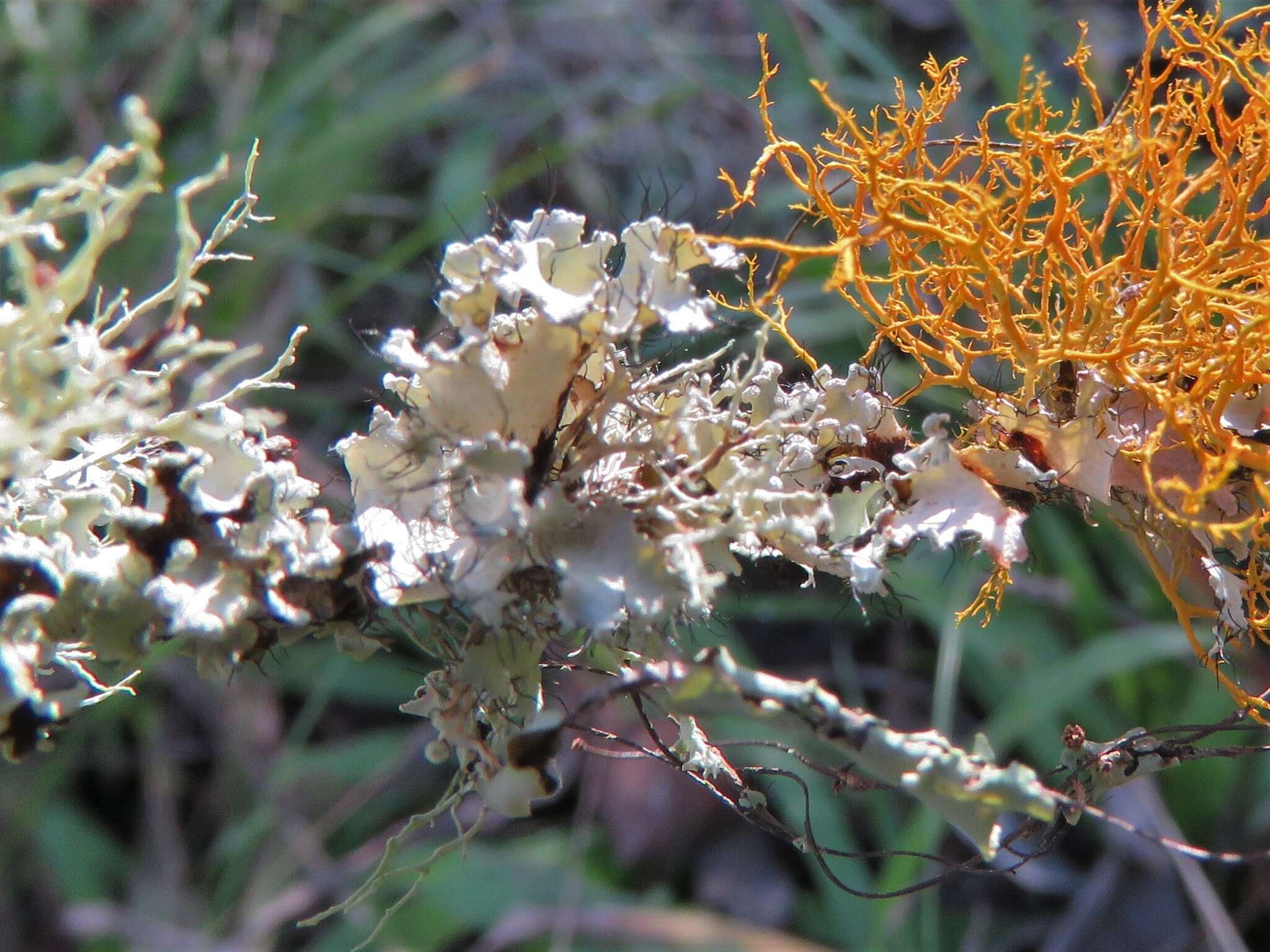 Image of Arnold's parmotrema lichen