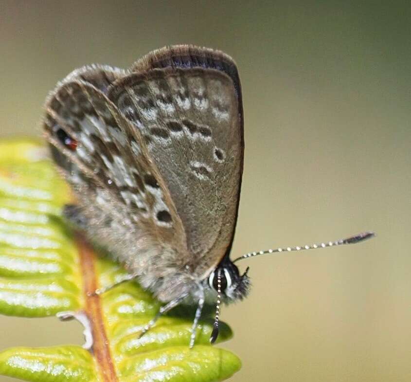 Imagem de Eicochrysops pauliana Stempffer 1950