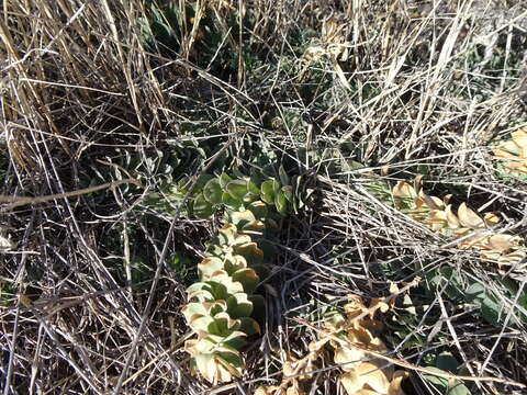 Plancia ëd Linaria dalmatica subsp. dalmatica