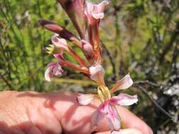 Image de Tritoniopsis dodii (G. J. Lewis) G. J. Lewis