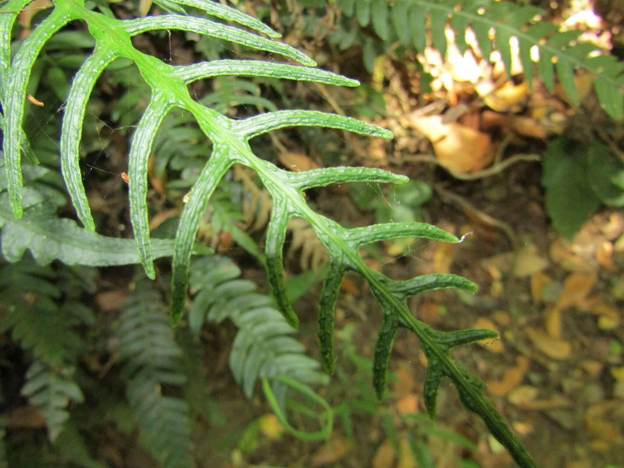 Sivun Austroblechnum lechleri subsp. lechleri kuva