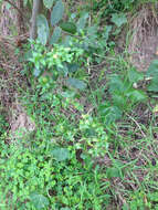 Image of African asparagus fern