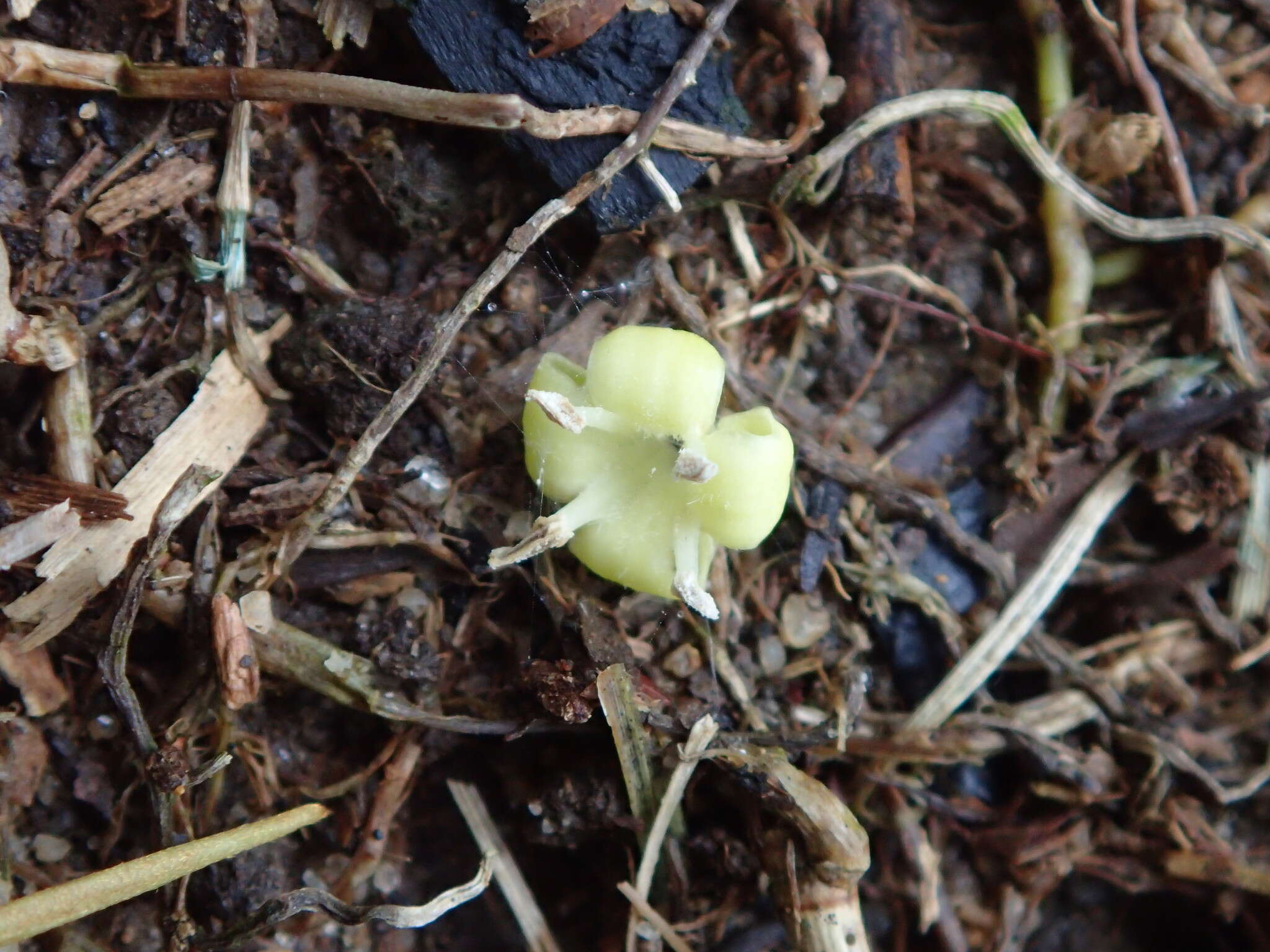 Image de Diplospora dubia (Lindl.) Masam.