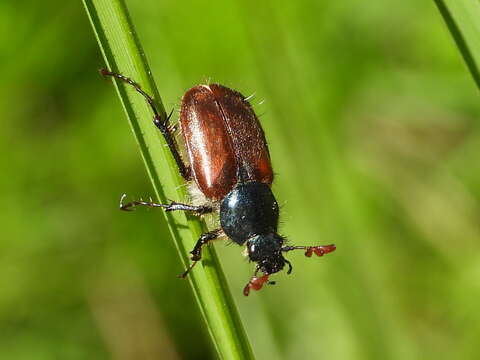 Sivun Amphicoma abdominalis (Fabricius 1781) kuva