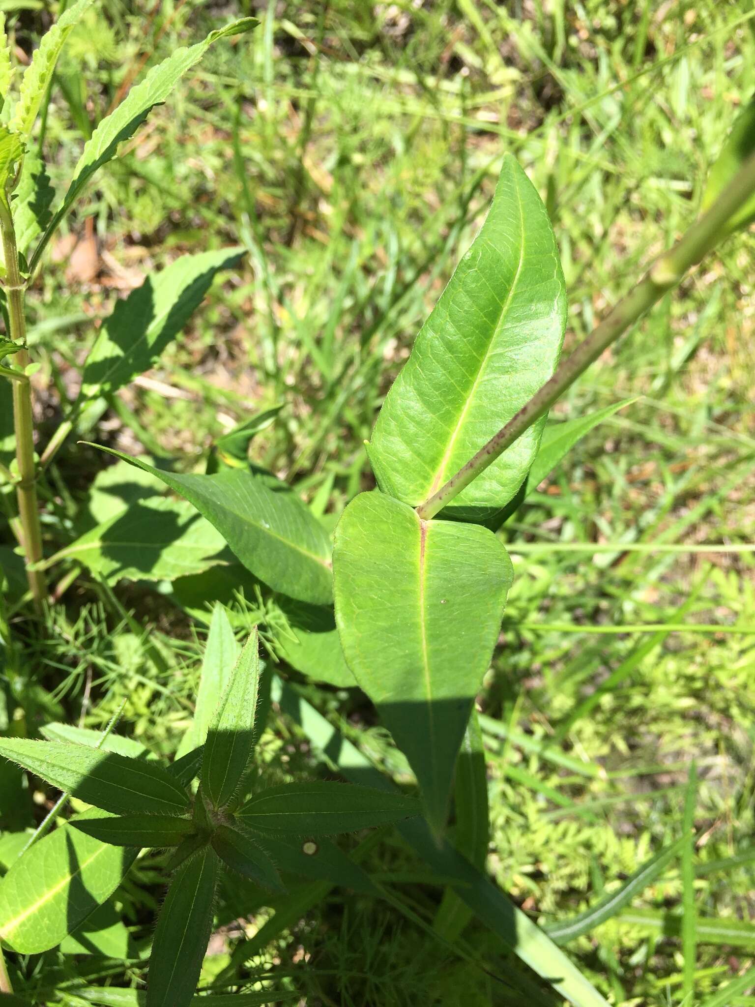 Слика од Asclepias rubra L.