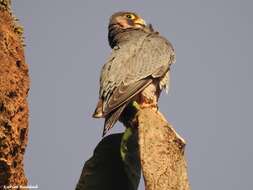 Image of Falco peregrinus brookei Sharpe 1873