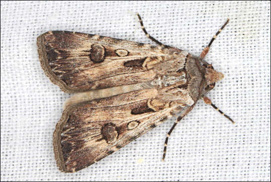 Image of Agrotis radians Guenée 1852