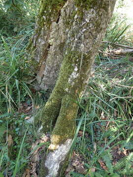 Image of palamocladium moss