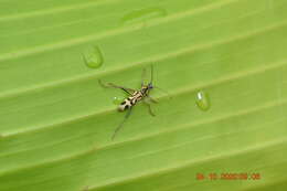 Image of Bamboo longhorn beetle