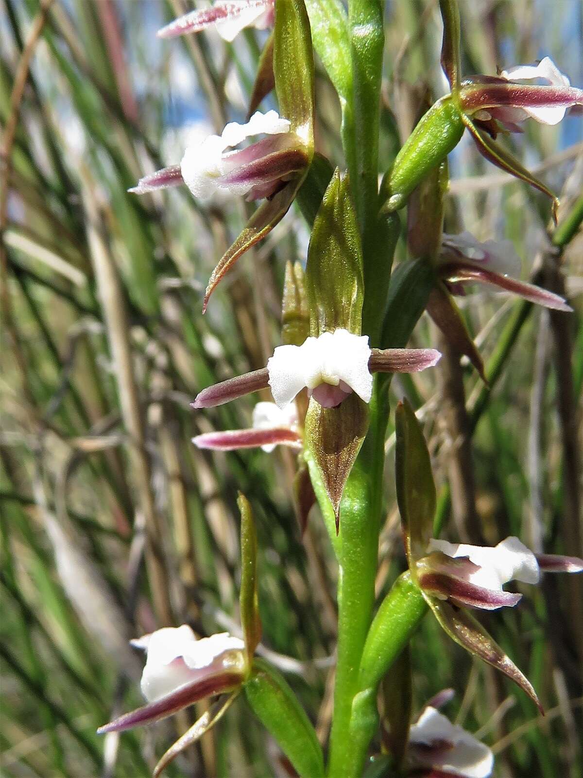 Imagem de Prasophyllum brevilabre (Lindl.) Hook. fil.