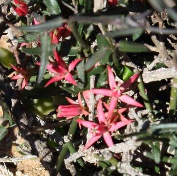 Image of Microloma calycinum E. Mey.