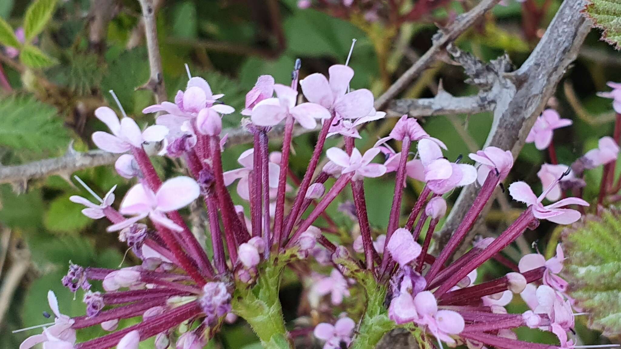 Image of Fedia graciliflora Fischer & Meyer