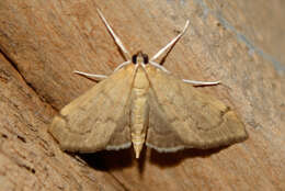 Image of <i>Anania mysippusalis</i>