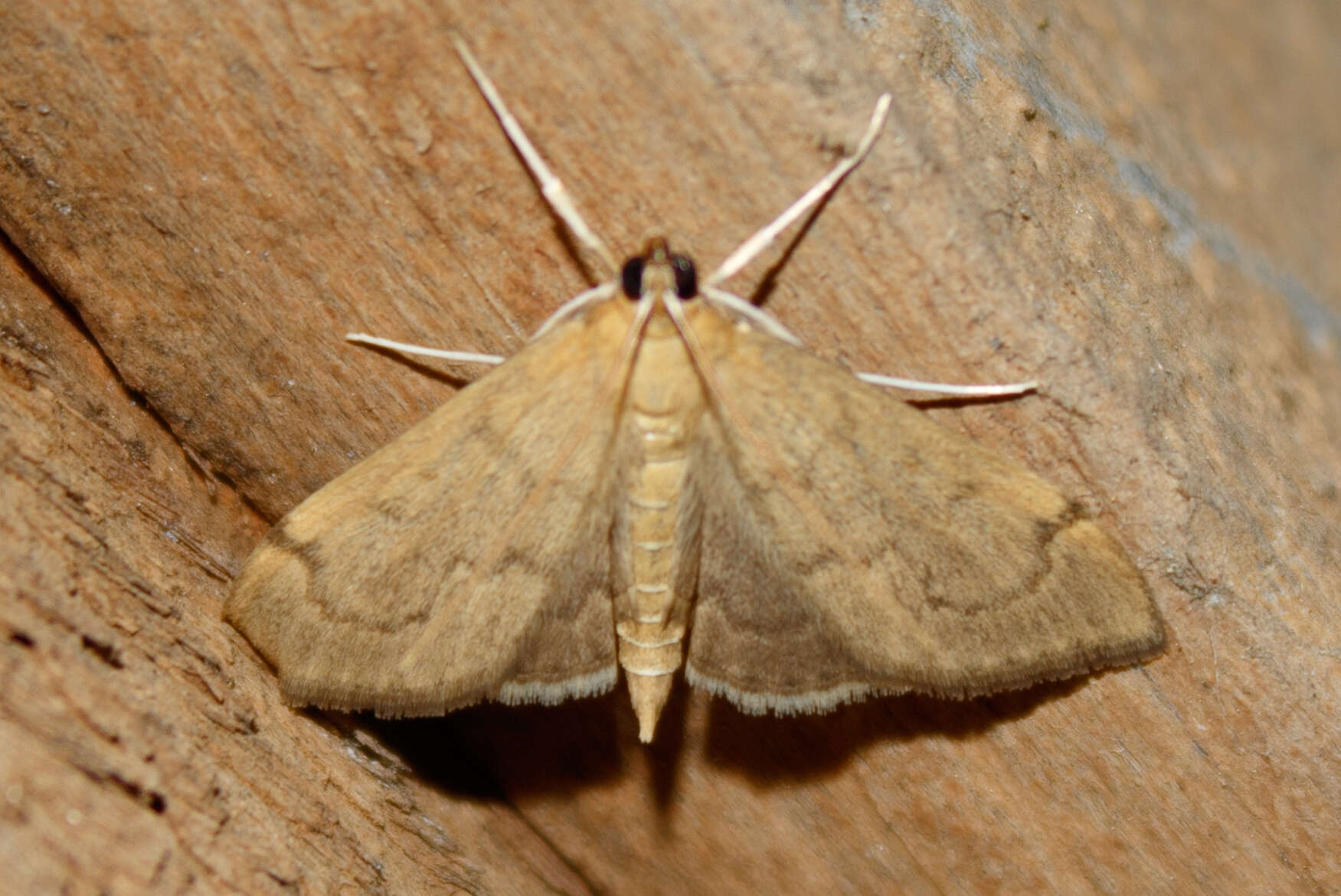 Image of <i>Anania mysippusalis</i>
