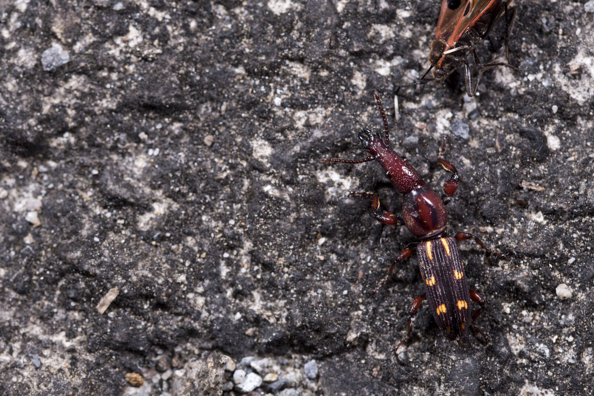 صورة Prophthalmus wichmanni Kleine 1916