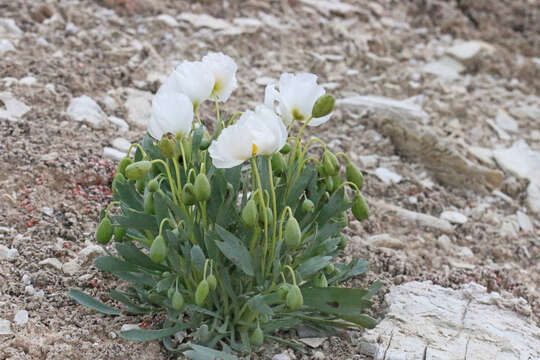 Image of common bearpoppy