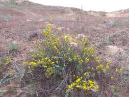 Image of Cytisus borysthenicus Gruner