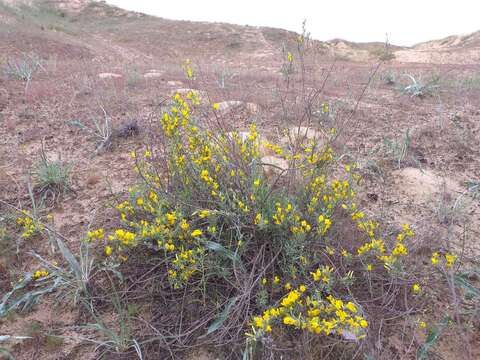 Image of Cytisus borysthenicus Gruner