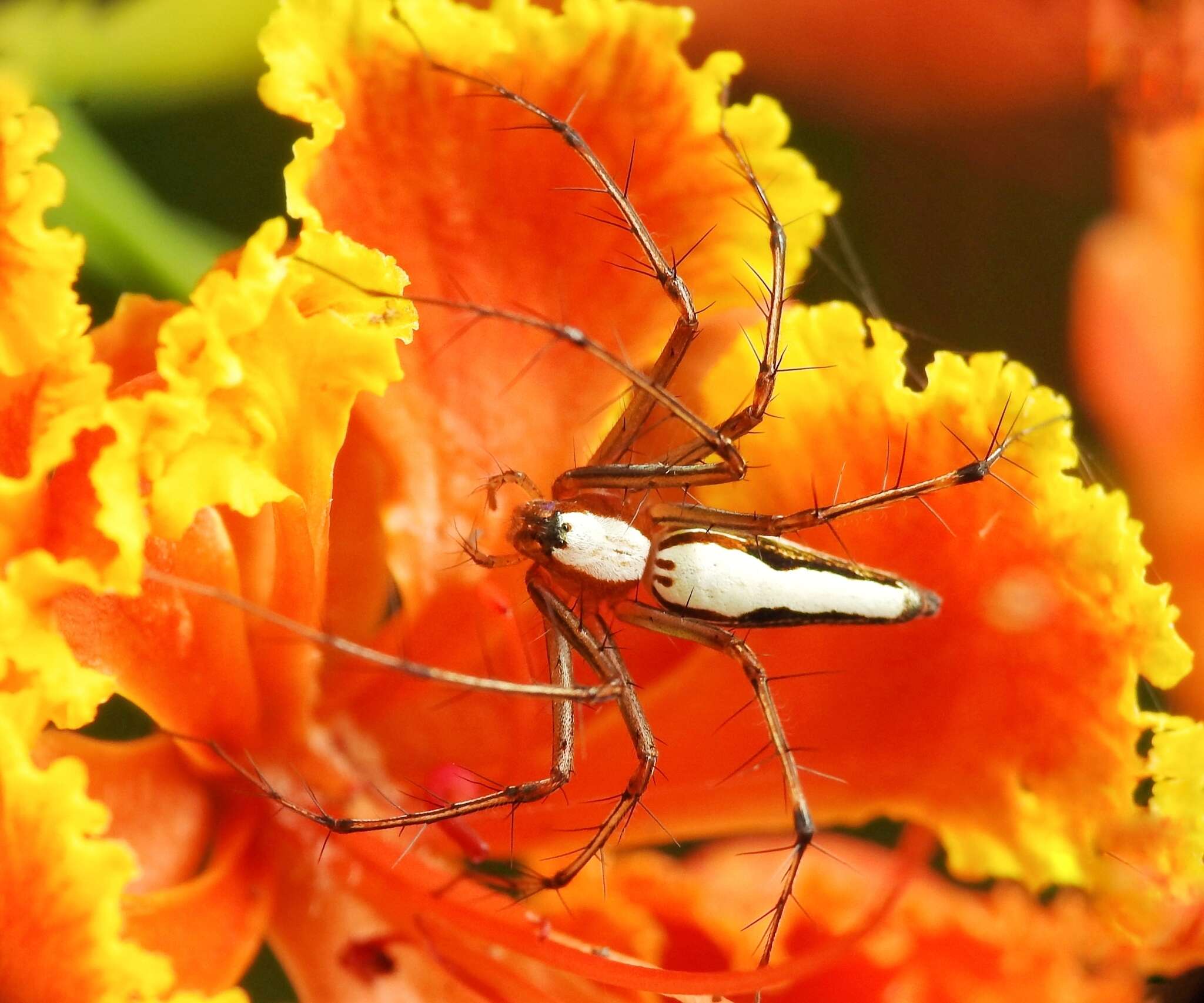 Image of Oxyopes shweta Tikader 1970