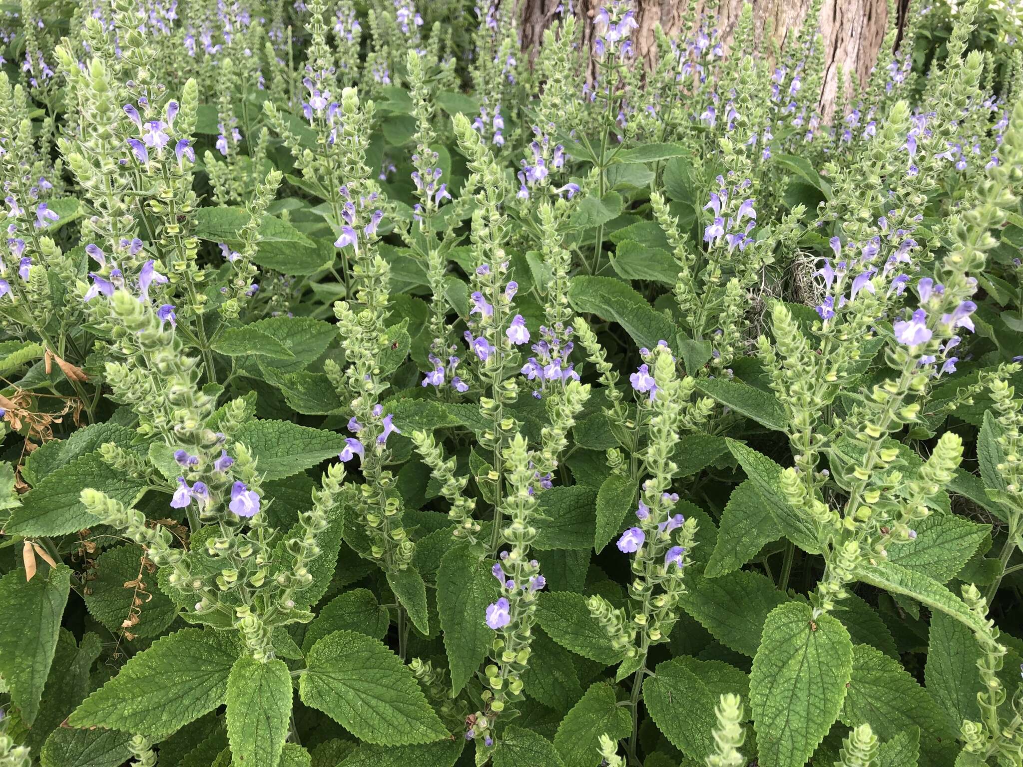 Sivun Scutellaria ovata subsp. bracteata (Benth.) Epling kuva