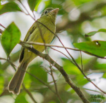 Rhynchocyclus brevirostris (Cabanis 1847)的圖片