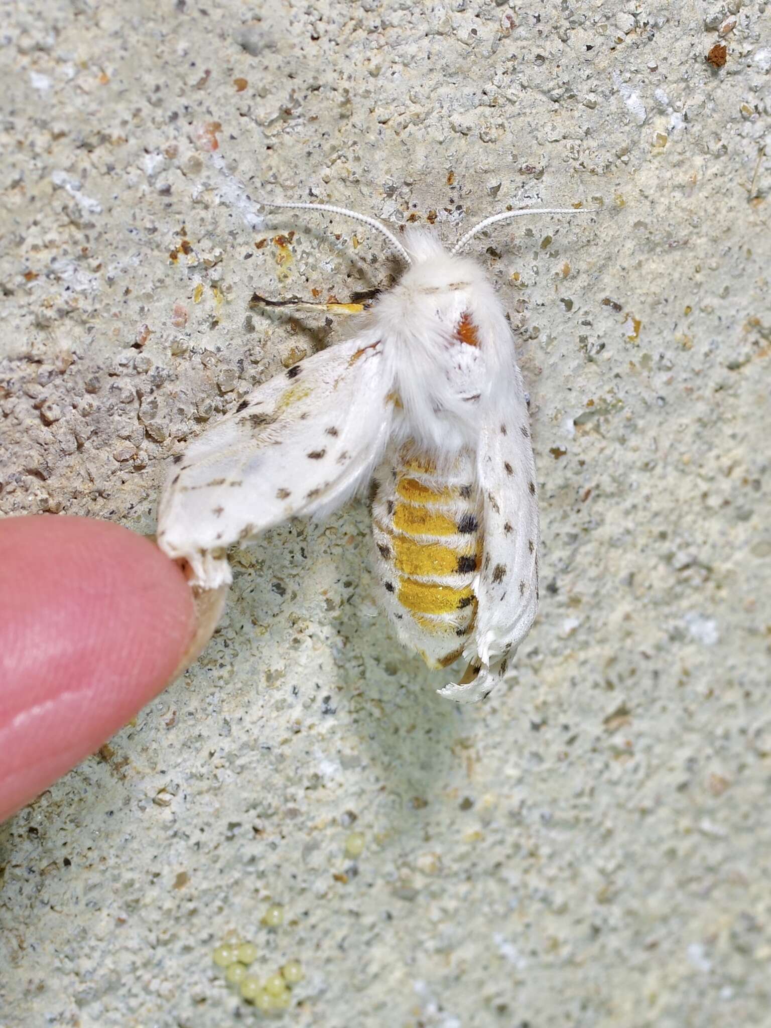 Image of Spilosoma dubia Walker 1855