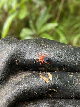 Image of Red-and-black spider