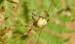 Image of Shamrock Orbweaver