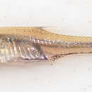 Image of Upjaw barb