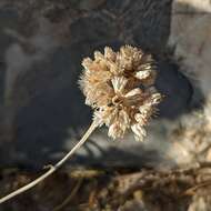 Слика од Helichrysum glumaceum DC.