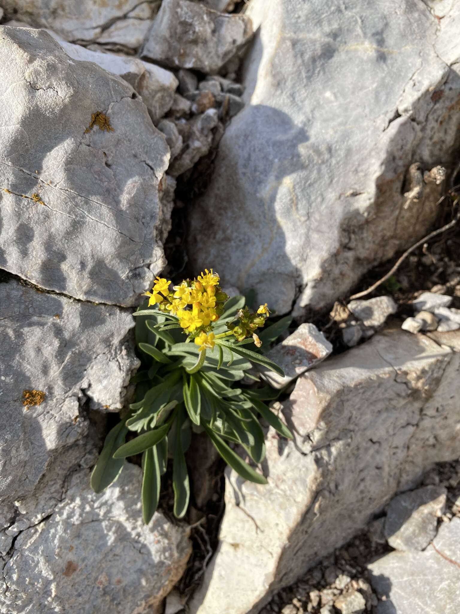 Image of Patrinia sibirica (L.) Juss.