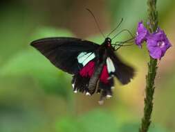 Image of Parides aeneas (Linnaeus 1758)