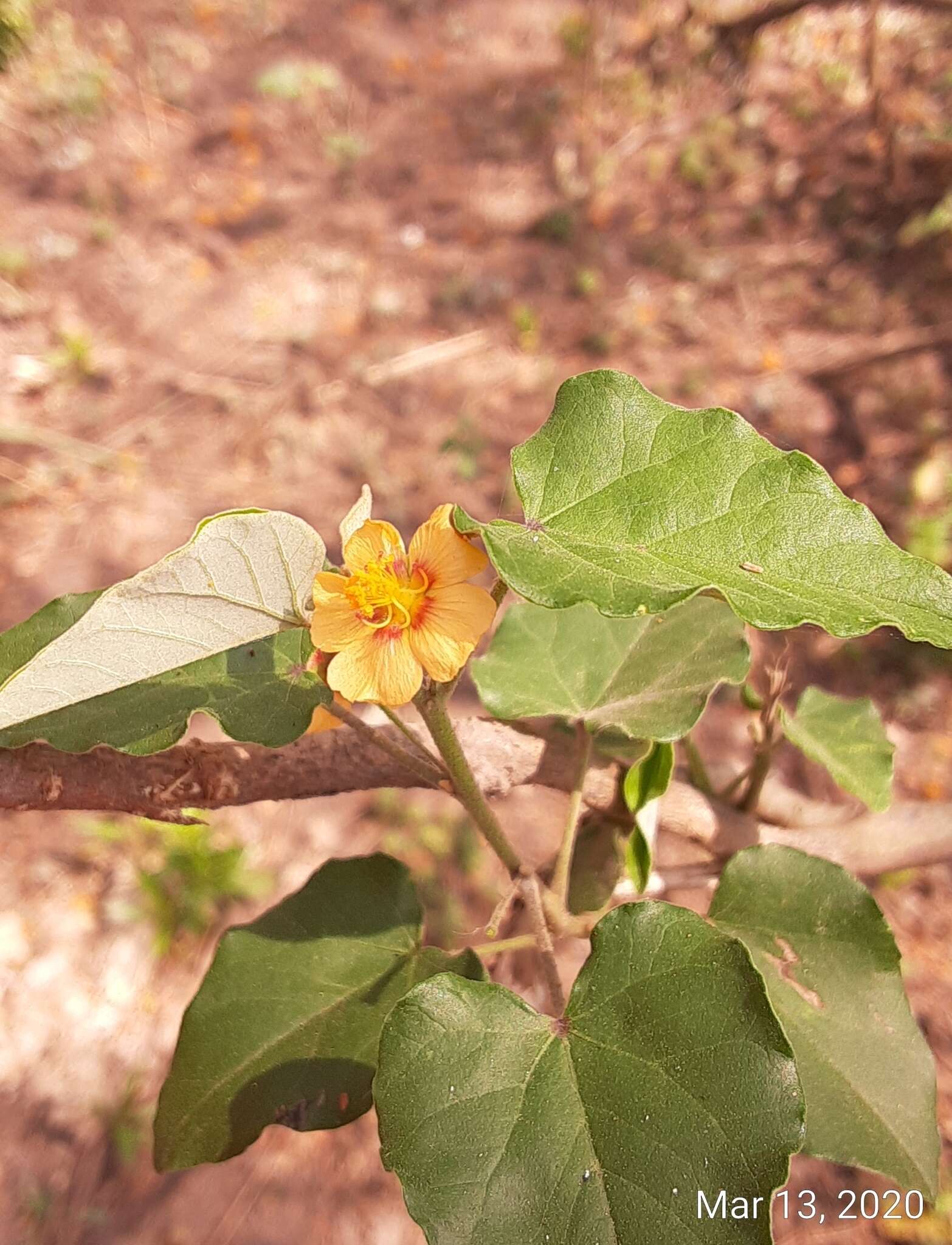 Image de Wissadula parvifolia Fryxell