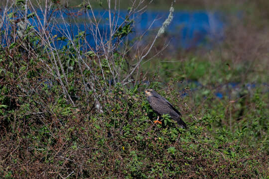 Image of Everglade snail kite