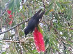 Image of Long-tailed Sibia