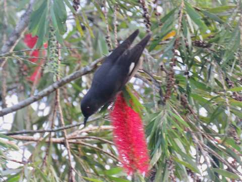 Image of Long-tailed Sibia