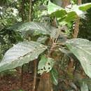 Imagem de Sloanea berteriana Choisy ex DC.