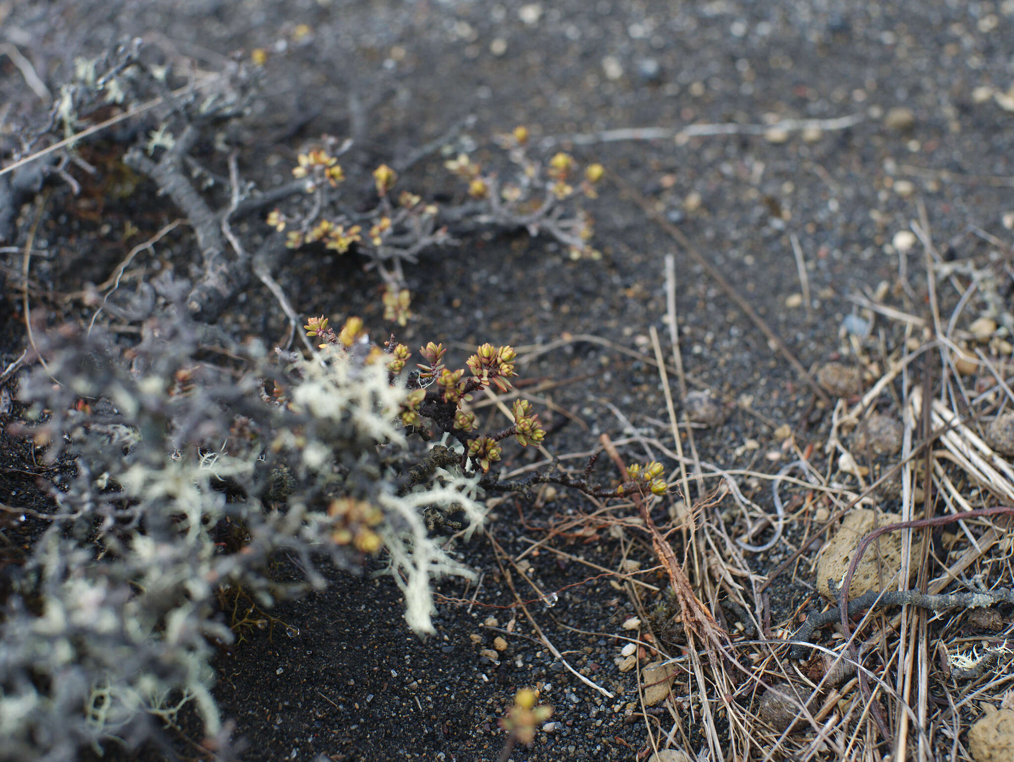 Image of Pimelea prostrata var. alpina Cheesem.