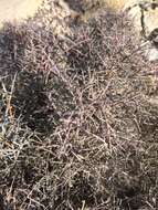 Image of spiny greasebush