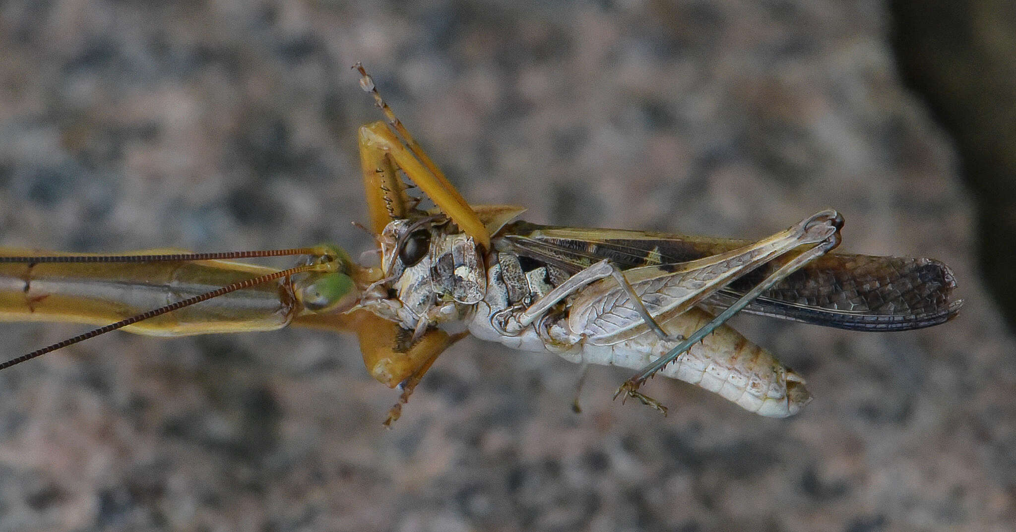 Image of Tenodera superstitiosa Fabricius 1781